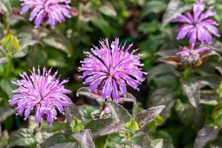 Monarda 'Blue Moon' - P11 - image 4
