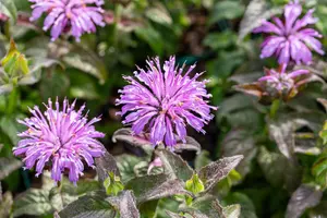 Monarda 'Blue Moon' - P11 - image 4