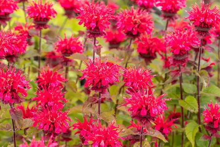 Monarda 'Cambridge Scarlet' - P9