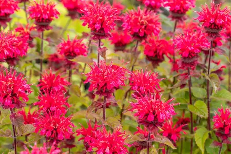 Monarda 'Cambridge Scarlet' - PLUG/CELGROWN 100 CEL TRAY
