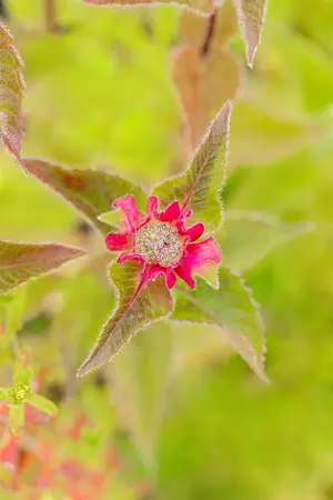 Monarda 'Croftway Pink' - P9 - image 2