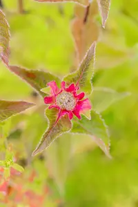 Monarda 'Croftway Pink' - P9 - image 2