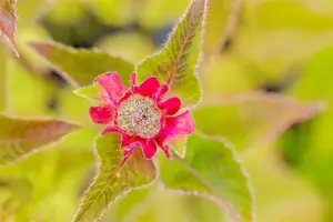 Monarda 'Croftway Pink'