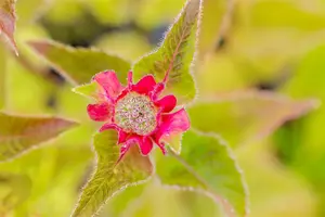 Monarda 'Croftway Pink'