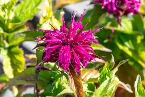 Monarda did. 'Balmy Purple'