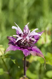 Monarda didyma