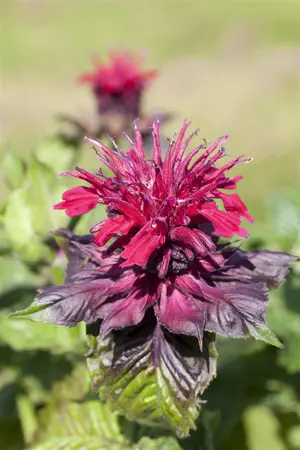 Monarda didyma - P9 - image 2