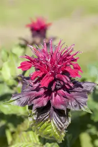 Monarda didyma - P9 - image 2