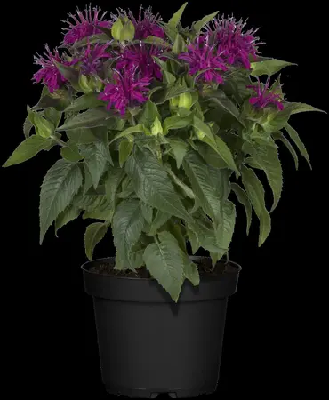 Monarda didyma - P9 - image 4