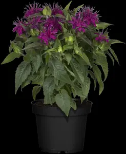 Monarda didyma - P9 - image 4