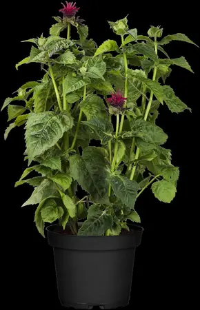 Monarda didyma - P9 - image 3