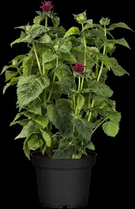 Monarda didyma - P9 - image 3