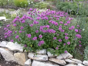 Monarda fistulosa - P9 - image 3