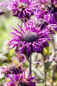 Monarda fistulosa 'Huckleberry' - P9 - image 2