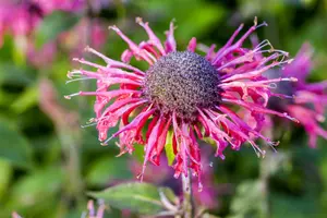 Monarda fistulosa 'Huckleberry'