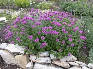 Monarda fistulosa 'Huckleberry' - P9 - image 3