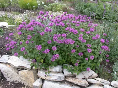 Monarda fistulosa 'Pummel' - 2 Ltr pot - image 3