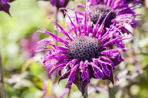 Monarda 'Pr?rienacht'
