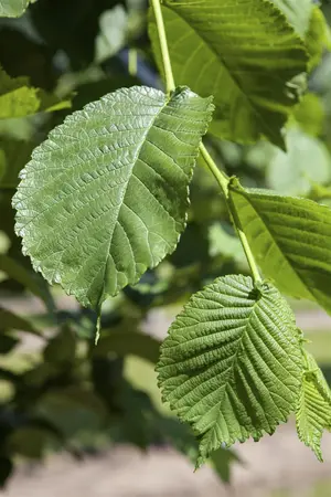 Morus alba - 60-90 CM - image 1