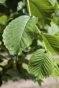 Morus alba