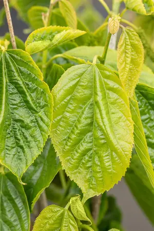 Morus alba 'Giant Fruit' - 175-200 CM FTH WHIP C10 - image 1