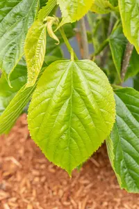 Morus alba 'Giant Fruit' - 175-200 CM FTH WHIP C10 - image 2