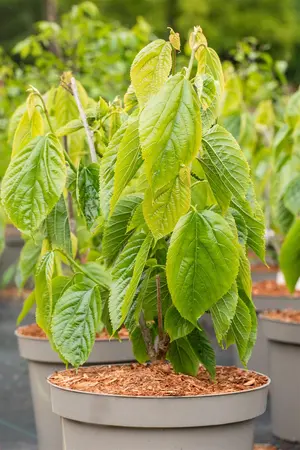Morus alba 'Giant Fruit' - 175-200 CM FTH WHIP C10 - image 4