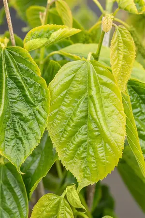 Morus alba 'Giant Fruit' - 40-50 CM C3 - image 1