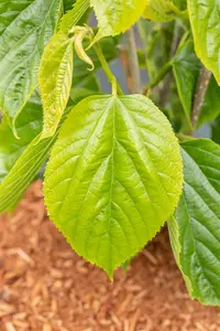 Morus alba 'Giant Fruit' - 40-50 CM C3 - image 2