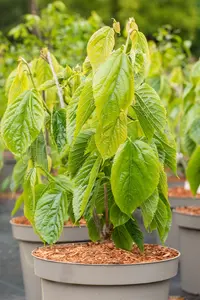 Morus alba 'Giant Fruit' - 40-50 CM C3 - image 4