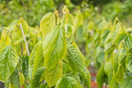 Morus alba 'Giant Fruit' - 175-200 CM FTH WHIP C10 - image 3