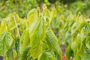 Morus alba 'Giant Fruit' - 175-200 CM FTH WHIP C10 - image 3