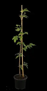 Morus alba 'Macrophylla'