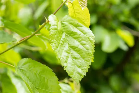 Morus alba 'Paper Dolls' - 100-125 CM RB - image 2