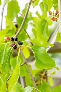 Morus alba 'Pendula' - STEM 200 CM, GIRTH 6-8 CM C20 - image 3