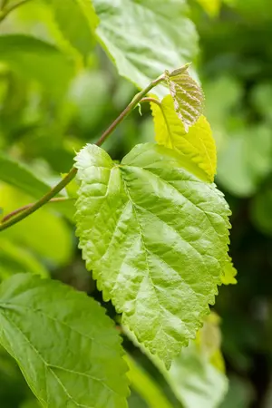 Morus alba 'Pyramidalis' - 175-200 CM C15 - image 3