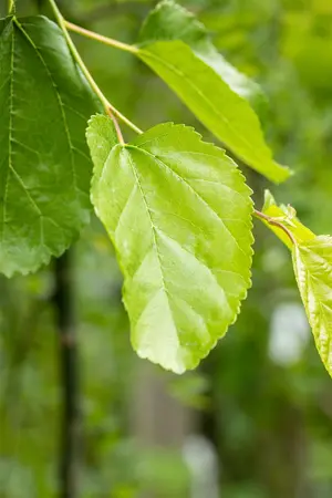 Morus alba 'Pyramidalis' - 175-200 CM C15 - image 4
