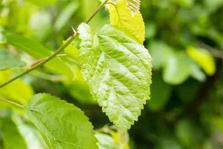 Morus alba 'Pyramidalis' - 175-200 CM C15 - image 2