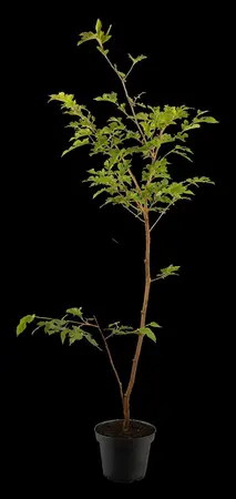 Morus australis - HO 4-6 CM CONT FTH. 