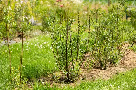 Morus 'Milanowek' - 80-100 CM RB