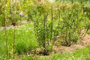 Morus 'Milanowek' - 80-100 CM RB