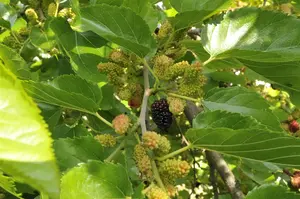 Morus nigra - 3 Ltr pot - image 4