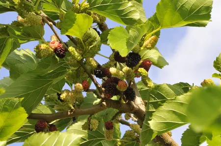 Morus nigra - P9 - image 3