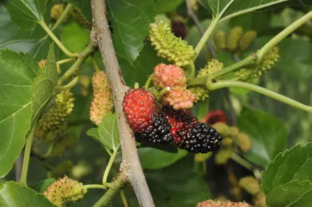 Morus nigra - P9 - image 5