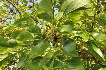 Morus nigra - 40-50 CM C2 - image 5