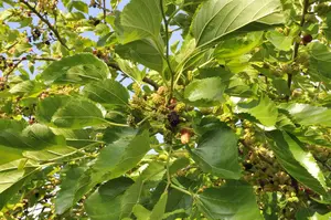 Morus nigra - STDS 8-10 CM RB - image 5