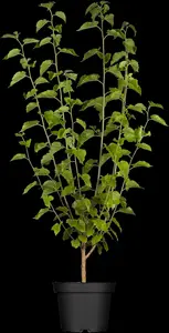 Morus nigra