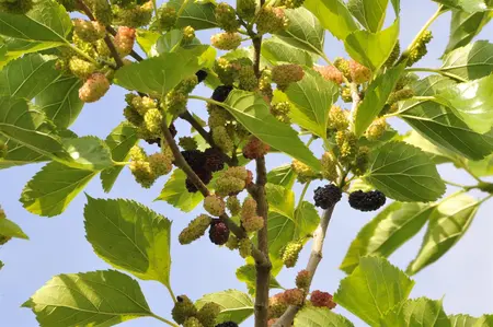Morus nigra 'Bonbonberry' - 3 Ltr pot - image 1