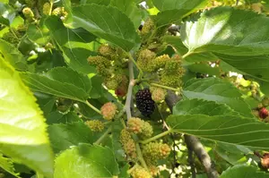 Morus nigra 'Bonbonberry' - 3 Ltr pot - image 3
