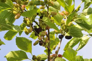 Morus nigra 'Mulle'